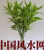 泰州十二生肖养什么植物最旺财运？你知道吗！